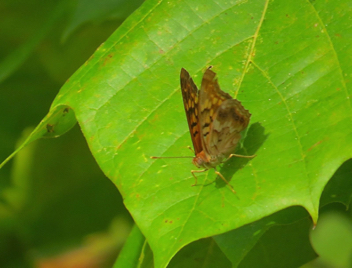 Tawny Emperor